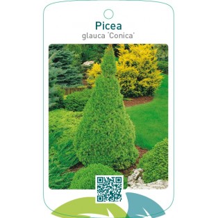 Picea glauca ‘Conica’
