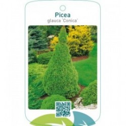 Picea glauca ‘Conica’