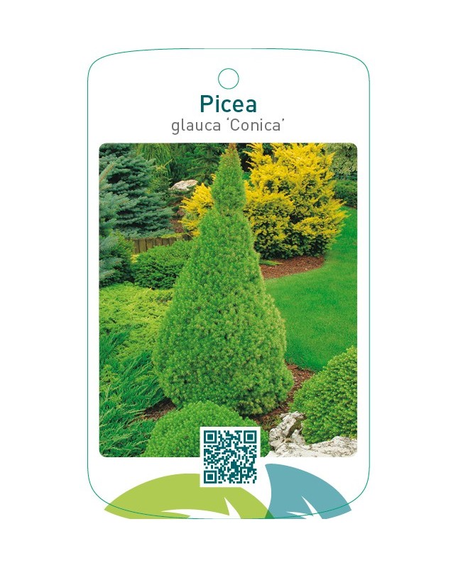 Picea glauca ‘Conica’