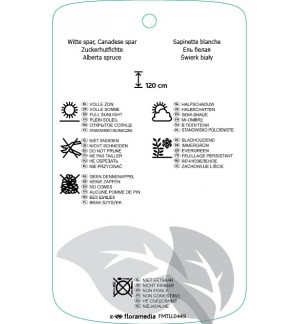 Etichette di Picea glauca ‘Conica’ *