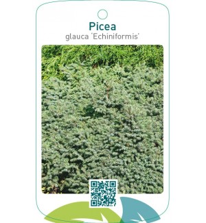 Picea glauca ‘Echiniformis’