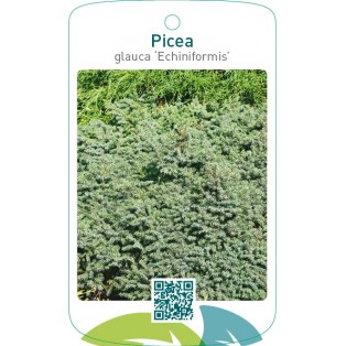 Picea glauca ‘Echiniformis’