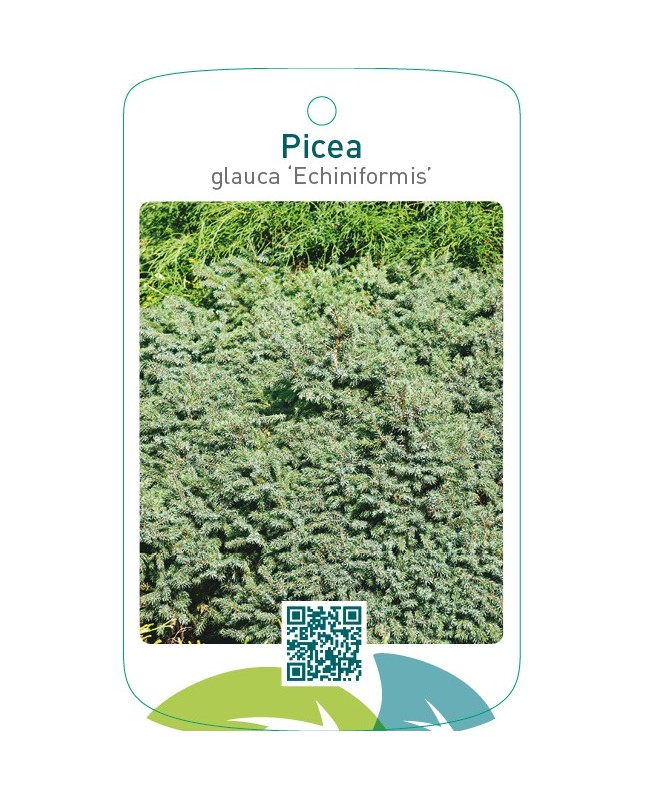 Picea glauca ‘Echiniformis’