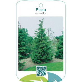 Picea omorika
