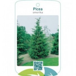 Picea omorika