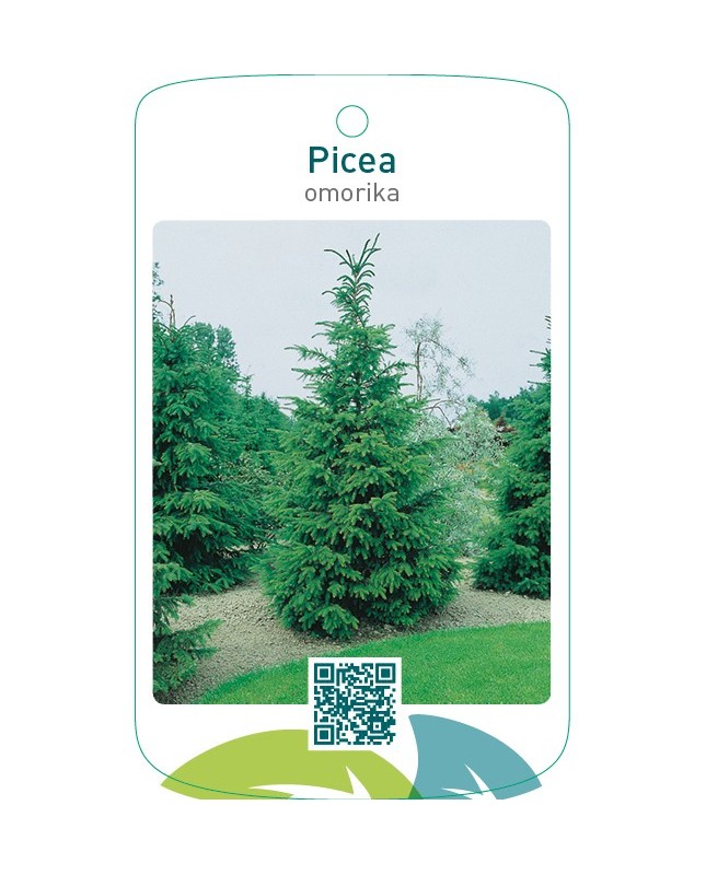 Picea omorika