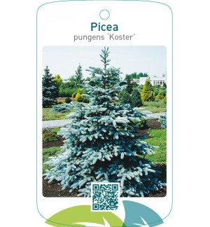 Picea pungens ‘Koster’