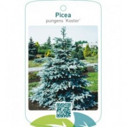 Picea pungens ‘Koster’