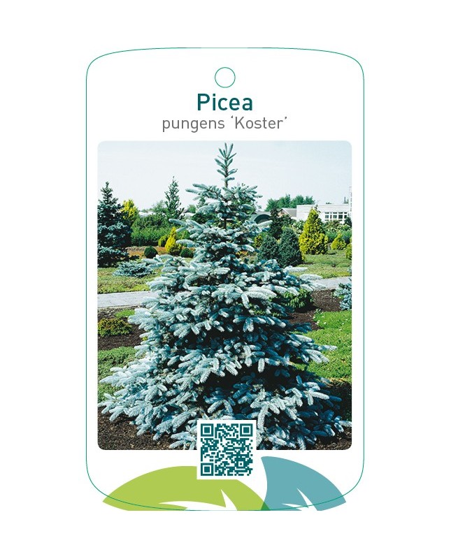 Picea pungens ‘Koster’