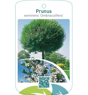 Prunus xeminens ‘Umbraculifera’