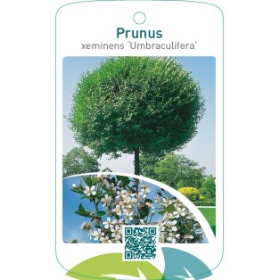 Prunus xeminens ‘Umbraculifera’