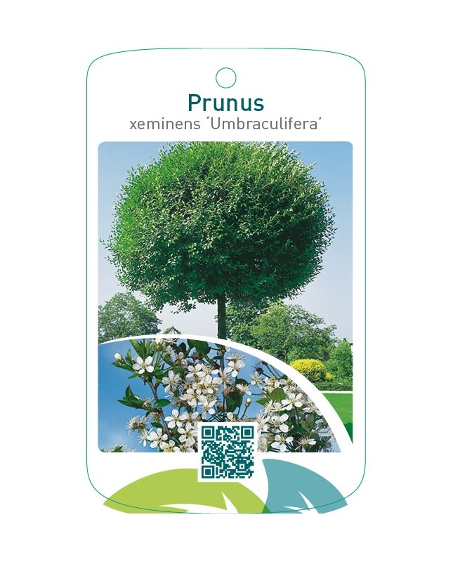 Prunus xeminens ‘Umbraculifera’
