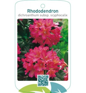 Rhododendron dichroanthum subsp. Scyphocalix