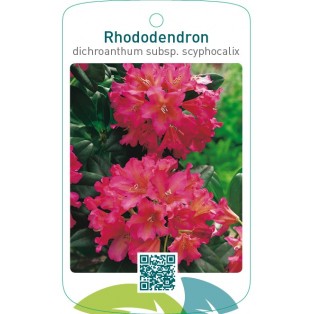 Rhododendron dichroanthum subsp. Scyphocalix