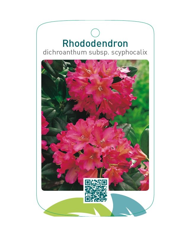 Rhododendron dichroanthum subsp. Scyphocalix