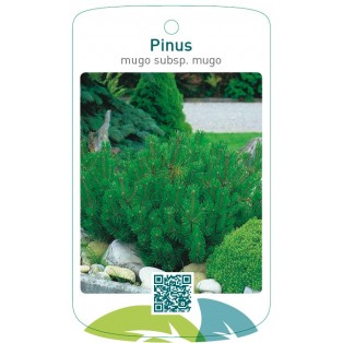 Pinus mugo subsp. mugo