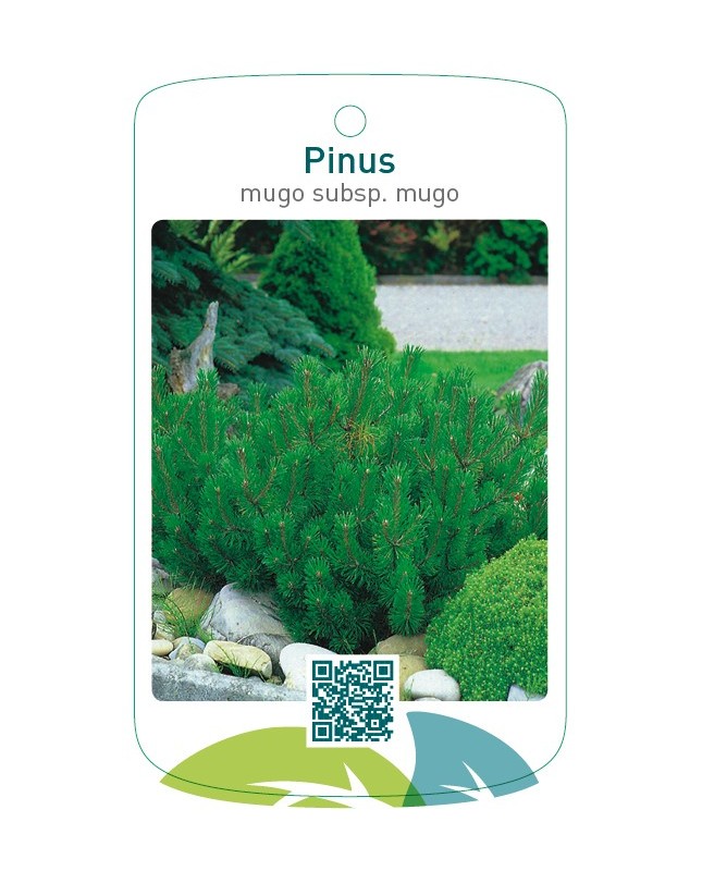 Pinus mugo subsp. mugo
