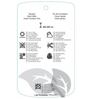 Etichette di Pinus mugo subsp. mugo *