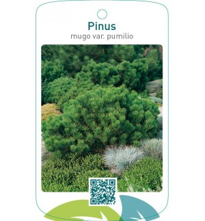 Pinus mugo var. pumilio