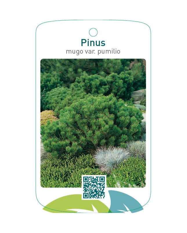 Pinus mugo var. pumilio