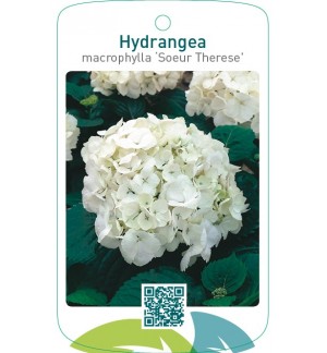 Hydrangea macrophylla ‘Soeur Thérèse’