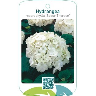 Hydrangea macrophylla ‘Soeur Thérèse’