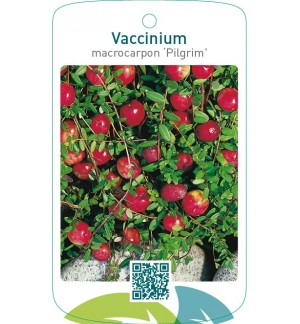 Vaccinium macrocarpon ‘Pilgrim’