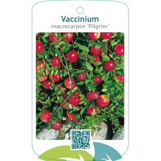 Vaccinium macrocarpon ‘Pilgrim’