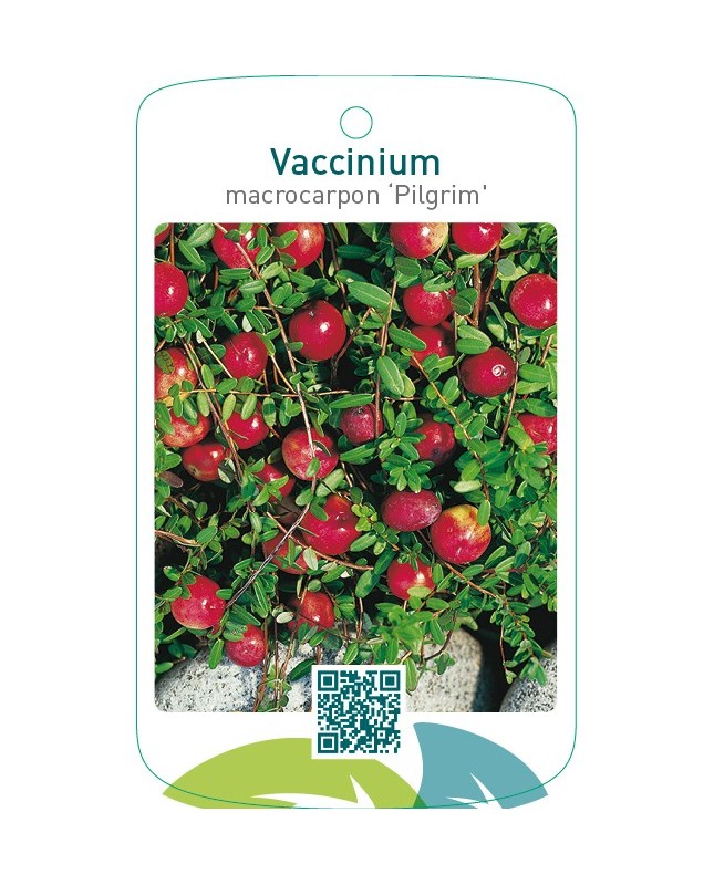Vaccinium macrocarpon ‘Pilgrim’