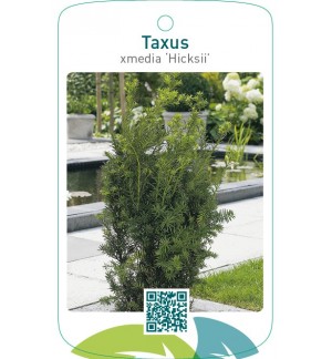 Taxus xmedia ‘Hicksii’