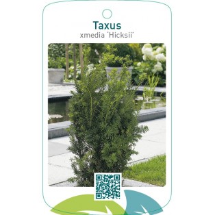 Taxus xmedia ‘Hicksii’