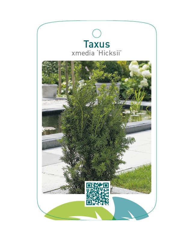 Taxus xmedia ‘Hicksii’