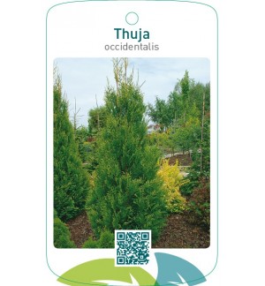Thuja occidentalis