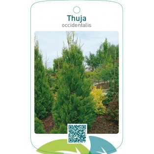 Thuja occidentalis