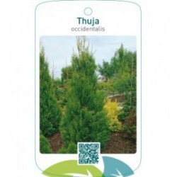 Thuja occidentalis