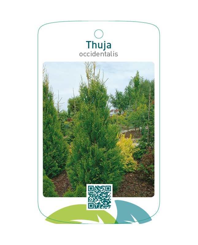 Thuja occidentalis