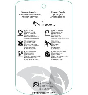 Etichette di Thuja occidintalis *