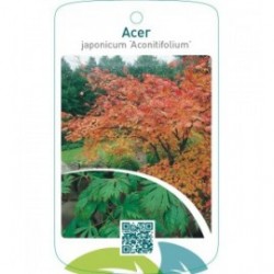 Acer japonicum ‘Aconitifolium’
