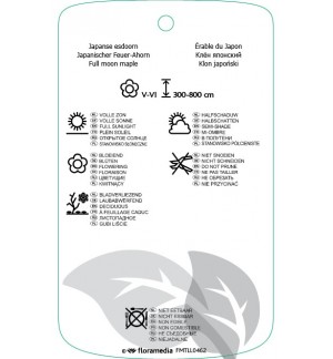 Etichette di Acer japonicum ‘Aconitifolium’ *