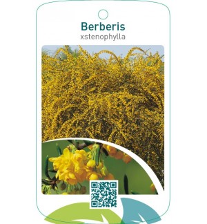 Berberis stenophylla