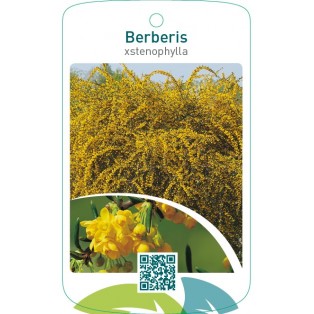 Berberis stenophylla
