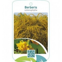 Berberis stenophylla