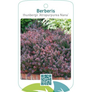 Berberis thunbergii ‘Atropurpurea Nana’