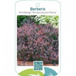 Berberis thunbergii ‘Atropurpurea Nana’
