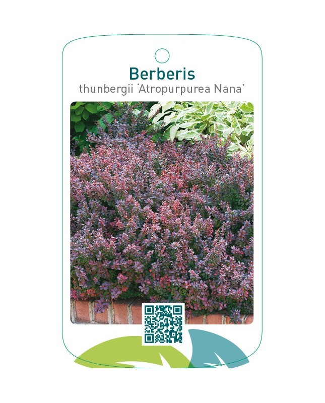Berberis thunbergii ‘Atropurpurea Nana’