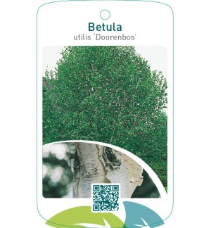 Betula utilis ‘Doorenbos’