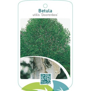 Betula utilis ‘Doorenbos’