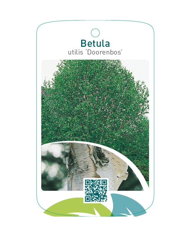 Betula utilis ‘Doorenbos’