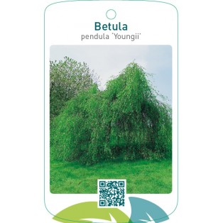 Betula pendula ‘Youngii’