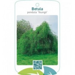 Betula pendula ‘Youngii’